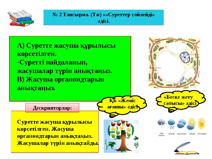 № 2 Тапсырма. (Тж) ««Суреттер сөйлейді» әдісі. А) Суретте жасуша құрылысы көрсетілген. - Суретті пайдаланып, жасушалар түрі