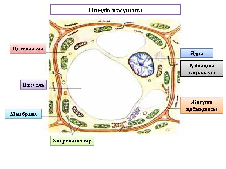 Цитоплазма Вакуоль Мембрана Хлоропласттар Ядро Қабықша саңылауы Жасуша қабықшасыӨсімдік жасушасыЦитоплазма Вакуоль Мембрана Хлор