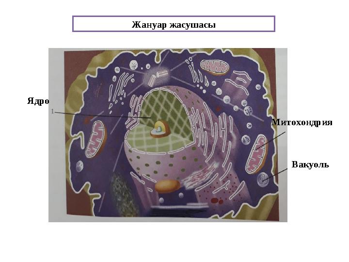 Жануар жасушасы Ядро Митохондрия Вакуоль