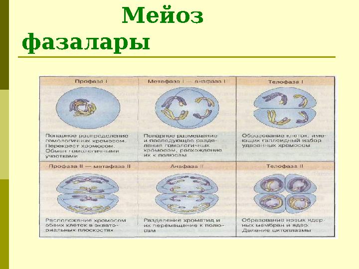 Мейоз фазалары