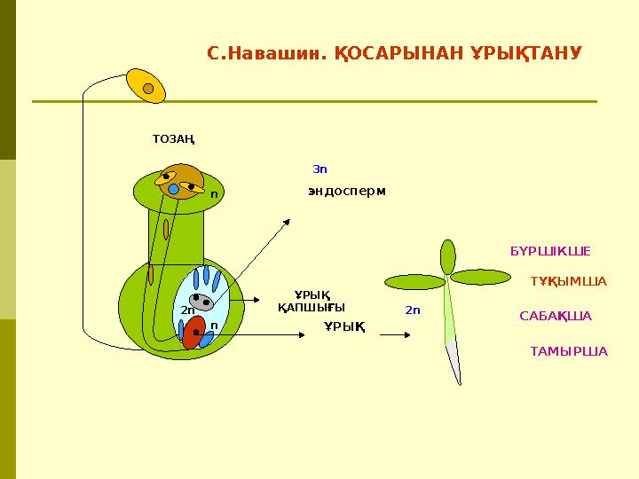 ҰРЫҚ ТАМЫРШАСАБАҚША ТҰҚЫМШАБҮРШІКШЕэндоспермС.Навашин. ҚОСАРЫНАН ҰРЫҚТАНУ ТОЗАҢ ҰРЫҚ ҚАПШЫҒЫ n n 2n 3n 2n