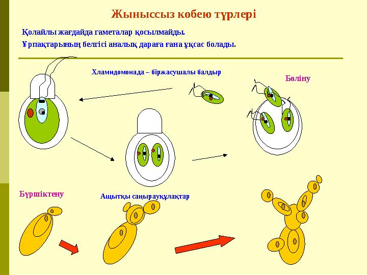 Жыныссыз к өбею түрлері Қолайлы жағдайда гаметалар қосылмайды. Ұрпақтарының белгісі аналық дараға ғана ұқсас болады . Хламидомон