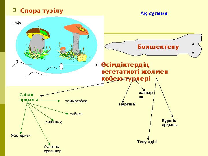  Спора түзілу Өсімдіктердің вегетативті жолмен көбею түрлері пиязшық Жас өркен тамырсабақ түйнек мұртша Сұлатпа өркендер Т