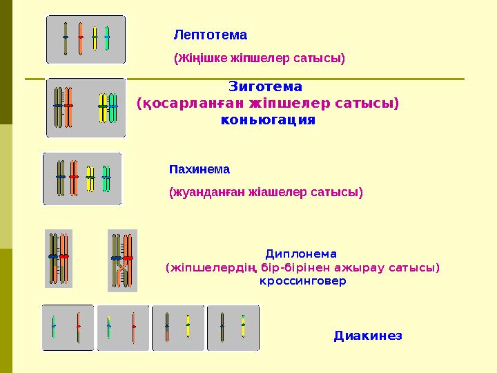 Лептотема (Жіңішке жіпшелер сатысы) Пахинема (жуанданған жіашелер сатысы) Зиготема (қосарланған жіпшелер сатысы) коньюгация