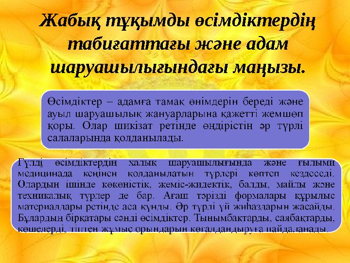 Жабық тұқымды өсімдіктердің табиғаттағы және адам шаруашылығындағы маңызы.