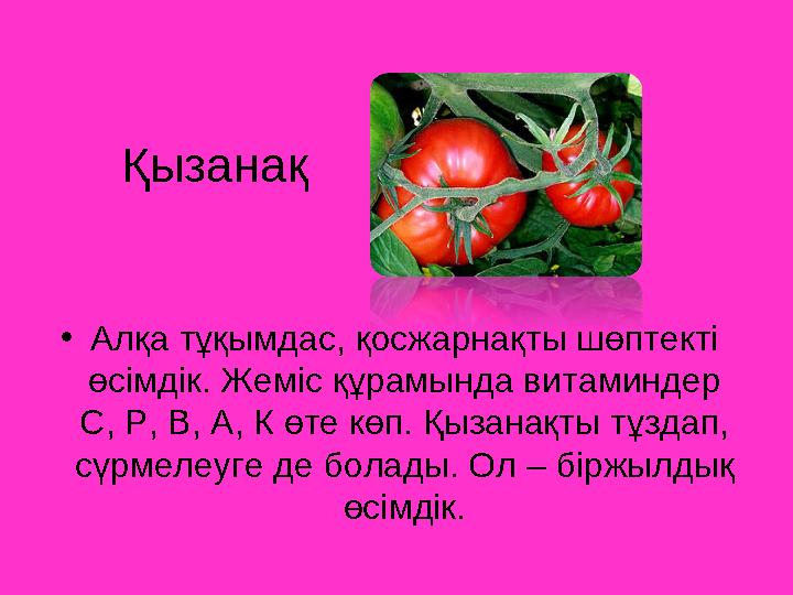 Қызанақ •Алқа тұқымдас, қосжарнақты шөптекті өсімдік. Жеміс құрамында витаминдер С, Р, В, А, К өте көп. Қызанақты тұздап, сүр