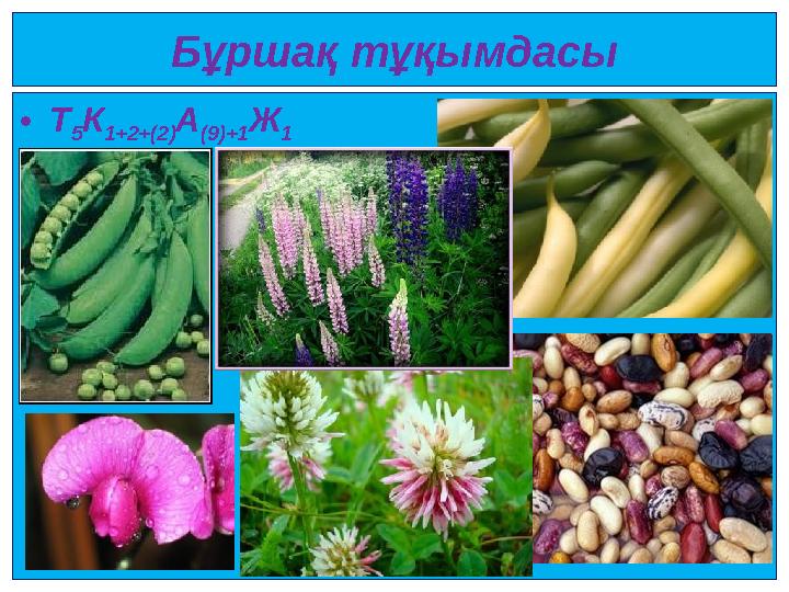 Бұршақ тұқымдасы •Т 5К 1+2+(2)А (9)+1Ж 1