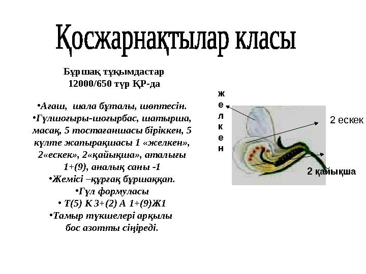 Бұршақ тұқымдастар 12000/650 түр ҚР-да •Ағаш, шала бұталы, шөптесін. •Гүлшоғыры-шоғырбас, шатырша, масақ, 5 тостағаншасы бірік