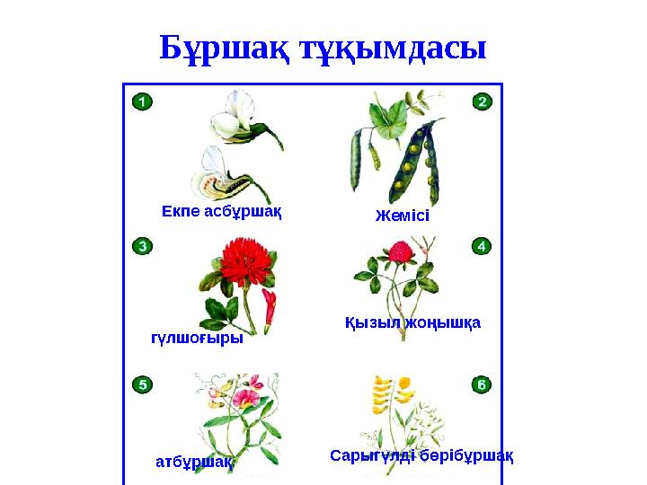 Бұршақ тұқымдасы Сарыгүлді бөрібұршақ Қызыл жоңышқа Екпе асбұршақ Жемісі гүлшоғыры атбұршақ