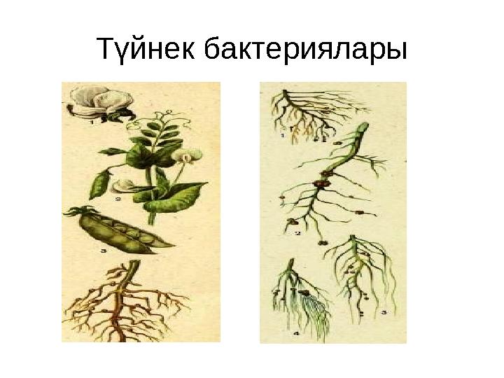 Түйнек бактериялары