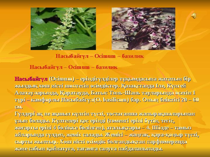 НасыбайгүлНасыбайгүл (Ocіmum) – еріндігүлділер тұқымдасына жататын бір (Ocіmum) – еріндігүлділер тұқымдасына жататын бір жылды