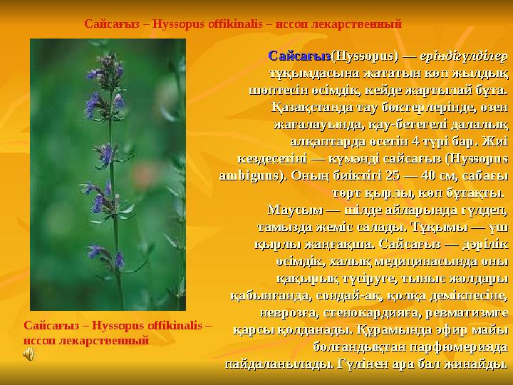 СайсағызСайсағыз(Hyssopus) — (Hyssopus) — еріндігүлділереріндігүлділер тұқымдасына жататын көп жылдық тұқымдасына жататын көп