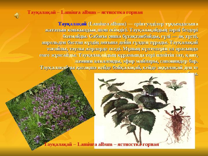 Тауқалақай Тауқалақай (Lamiura album) — ерінгулділер тұқымдасына (Lamiura album) — ерінгулділер тұқымдасына жататын көпжылдық ш