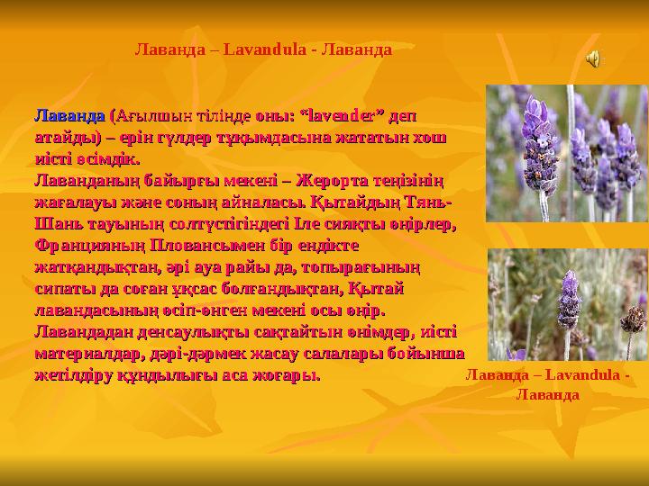 Лаванда Лаванда ((Ағылшын тіліндеАғылшын тілінде оны: “lavender” деп оны: “lavender” деп атайды) – ерін гүлдер тұқымдасына жат