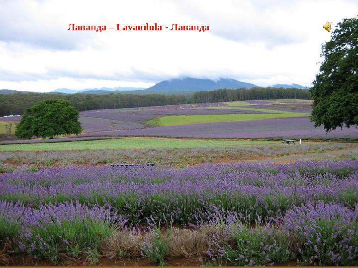 Лаванда – Lavandulа - Лаванда
