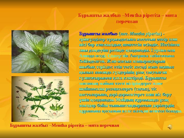 Бұрышты жалбызБұрышты жалбыз (лат. (лат. Mentha piperitaMentha piperita) - ) - ерінгүлділер тұқымдасына жататын өткір хош ерін