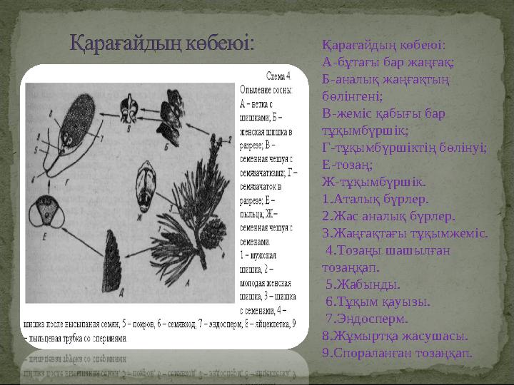 Қарағайдың көбеюі: А-бұтағы бар жаңғақ; Б-аналық жаңғақтың бөлінгені; В-жеміс қабығы бар тұқымбүршік; Г-тұқымбүршіктің бөлінуі