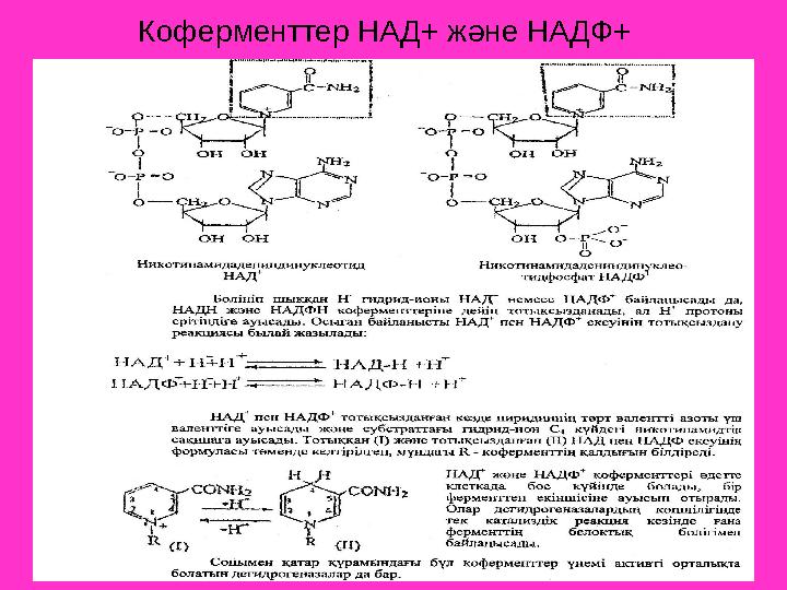 Коферменттер НАД+ және НАДФ+