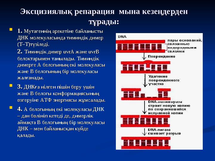 Эксцизиялық репарация мына кезеңдерден Эксцизиялық репарация мына кезеңдерден тұрады:тұрады:  1. 1. Мутагеннің әрекетіне бай