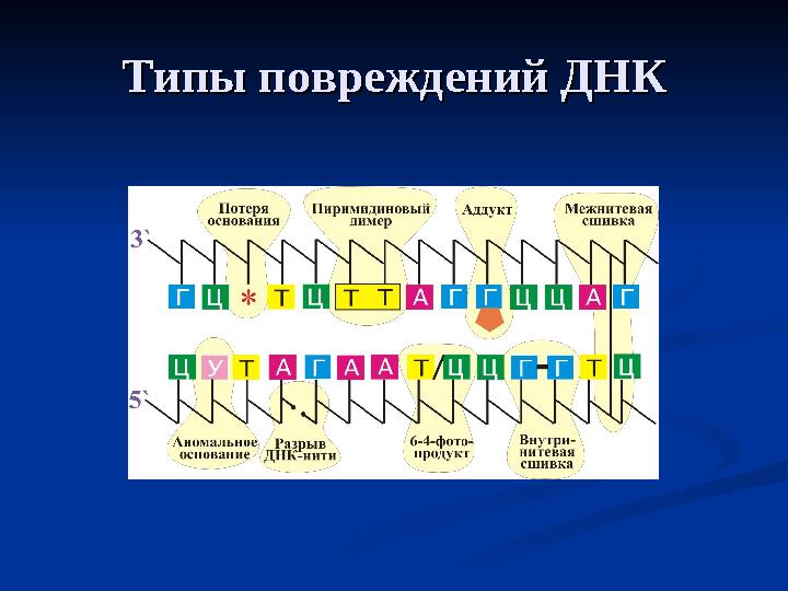 Типы повреждений ДНКТипы повреждений ДНК