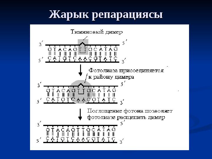 Жарык репарациясыЖарык репарациясы