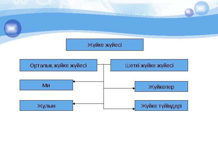 Жүйке жүйесі Орталық жүйке жүйесі Шеткі жүйке жүйесі Ми Жұлын Жүйкелер Жүйке түйіндері