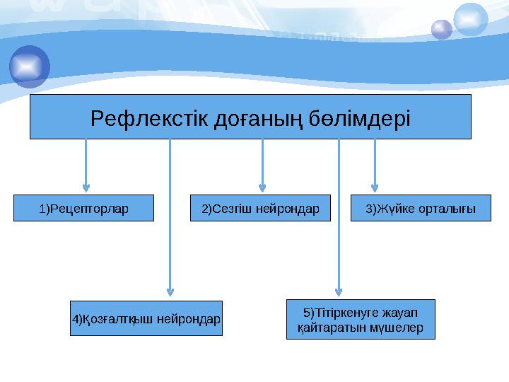 Рефлекстік доғаның бөлімдері 1)Рецепторлар 3)Жүйке орталығы2)Сезгіш нейрондар 4)Қозғалтқыш нейрондар 5)Тітіркенуге жауап қайтара