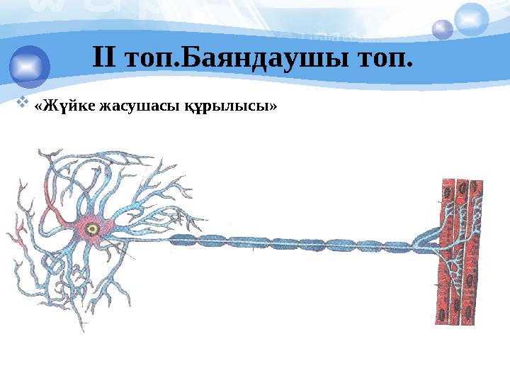 ІІ топ.Баяндаушы топ.  «Жүйке жасушасы құрылысы»