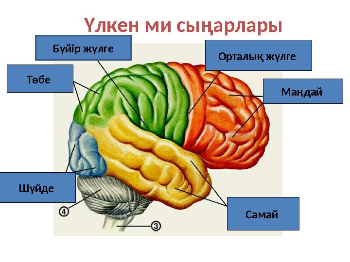 Үлкен ми сыңарлары Маңдай Орталық жүлге Төбе Самай Шүйде Бүйір жүлге