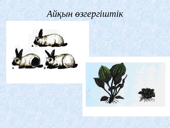 Айқын өзгергіштік