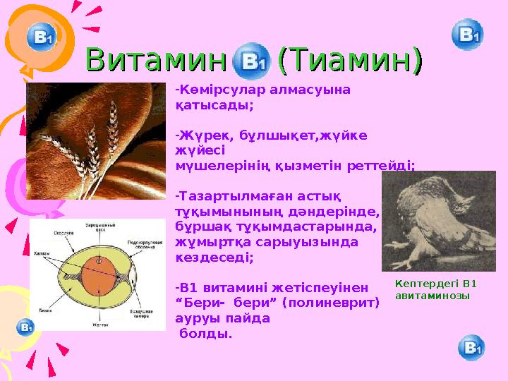 Витамин (Тиамин)Витамин (Тиамин) -Көмірсулар алмасуына қатысады; -Жүрек, бұлшықет,жүйке жүйесі мүшелерінің қыз