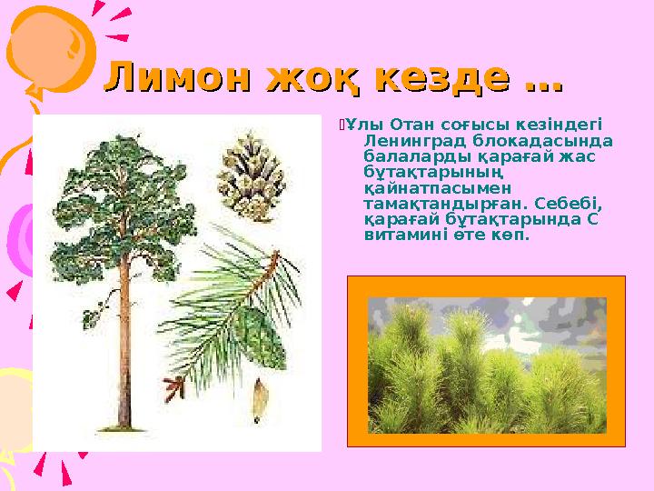 Лимон жоқ кезде …Лимон жоқ кезде … Ұлы Отан соғысы кезіндегі Ленинград блокадасында балаларды қарағай жас бұтақтарының