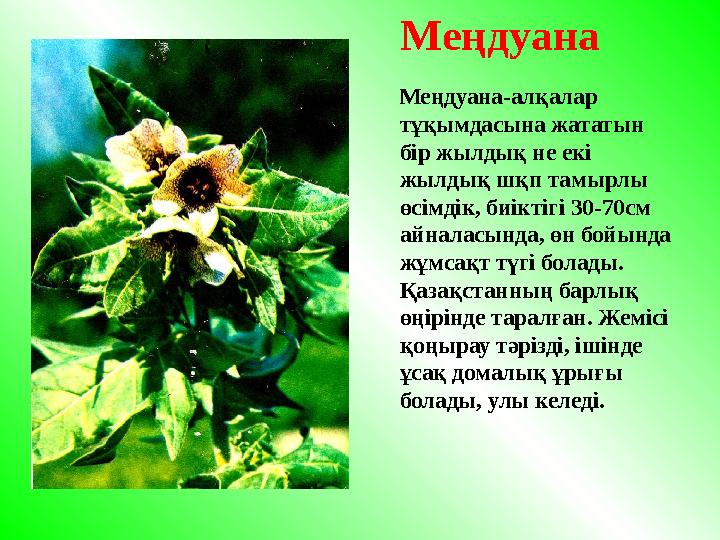 Меңдуана-алқалар тұқымдасына жататын бір жылдық не екі жылдық шқп тамырлы өсімдік, биіктігі 30-70см айналасында, өн бойында