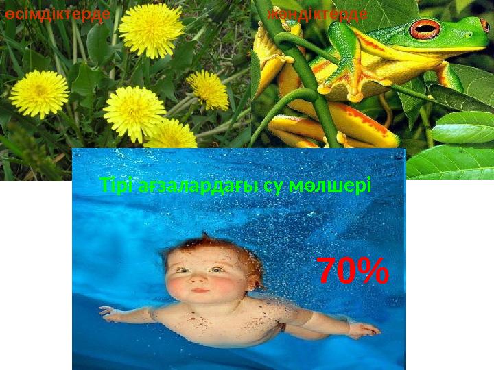 Тірі ағзалардағы су мөлшеріөсімдіктерде жәндіктерде 70%