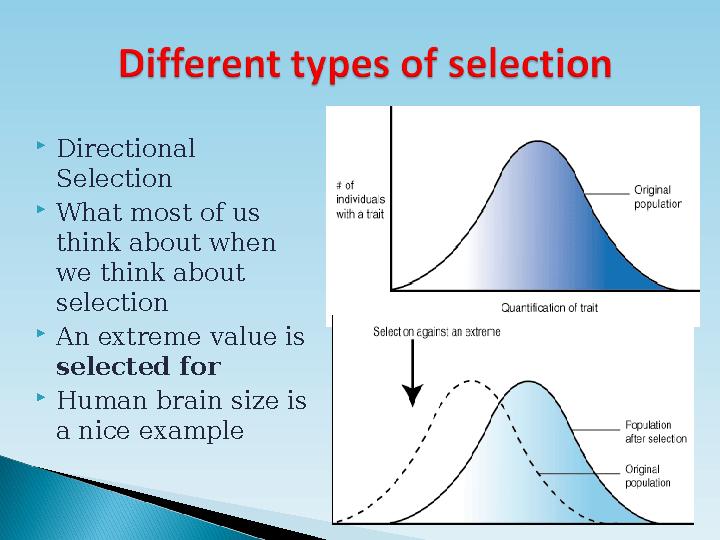  Directional Selection  What most of us think about when we think about selection  An extreme value is selected for 