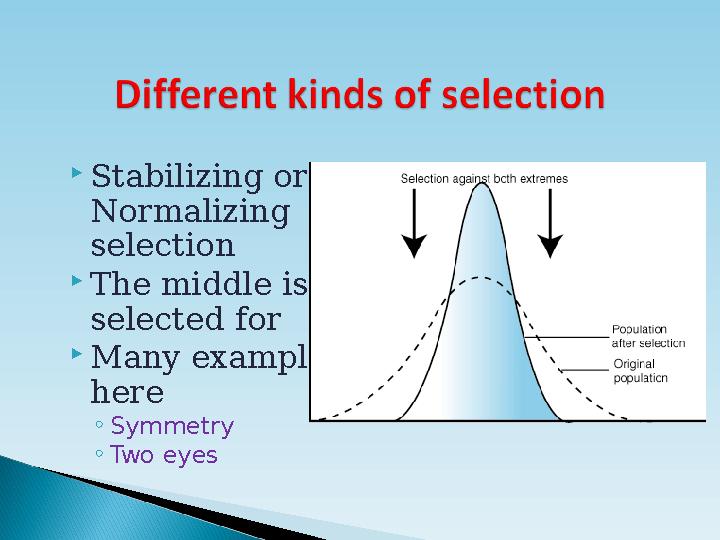  Stabilizing or Normalizing selection  The middle is selected for  Many examples here ◦ Symmetry ◦ Two eyes