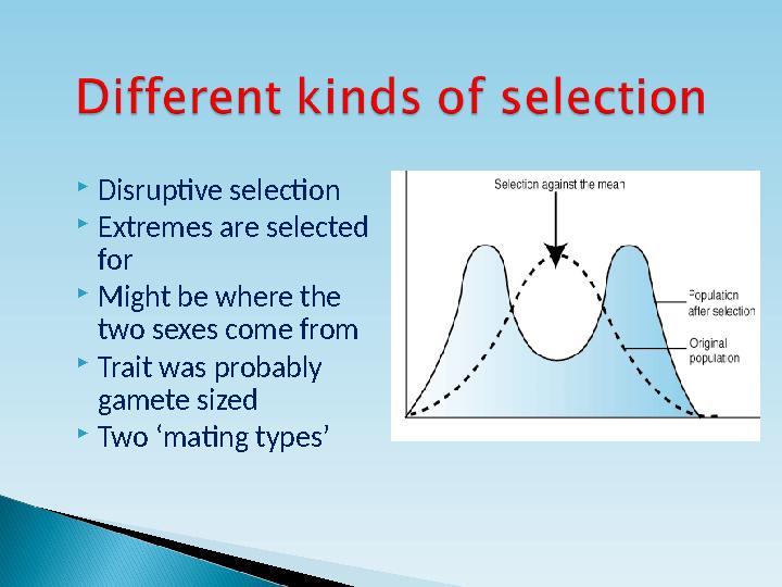  Disruptive selection  Extremes are selected for  Might be where the two sexes come from  Trait was probably gamete sized