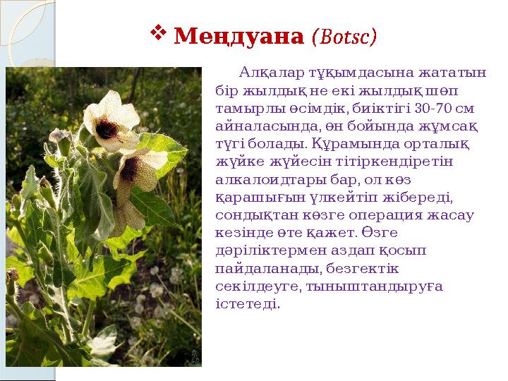  ЖалбызЖалбыз ( ( Mentha)Mentha) Ерінгүлділер тұқымдасына жататын көп . жылдық тамырсабақты өсімдік 10