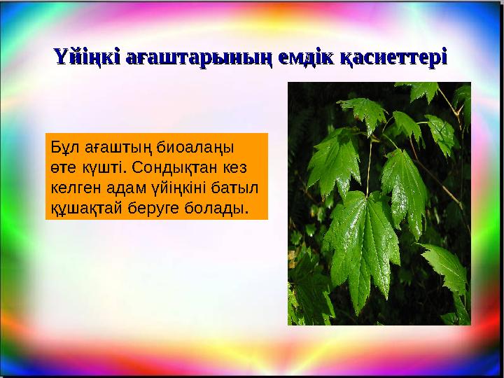 Үйіңкі ағаштарының емдік қасиеттеріҮйіңкі ағаштарының емдік қасиеттері Бұл ағаштың биоалаңы өте күшті. Сондықтан кез келген ад