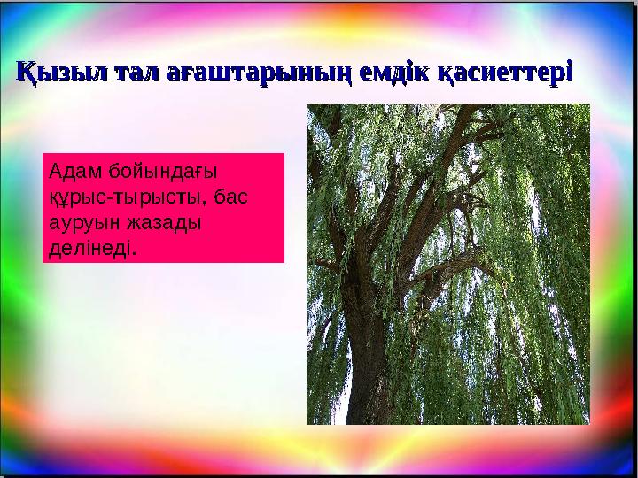 Қызыл тал ағаштарының емдік қасиеттеріҚызыл тал ағаштарының емдік қасиеттері Адам бойындағы құрыс-тырысты, бас ауруын