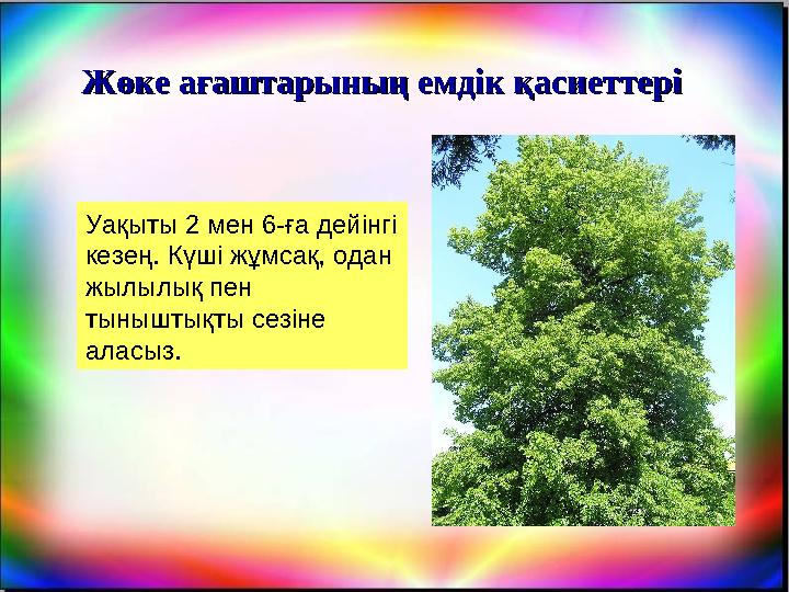 Жөке ағаштарының емдік қасиеттеріЖөке ағаштарының емдік қасиеттері Уақыты 2 мен 6-ға дейінгі кезең. Күші жұмсақ, одан жылылық