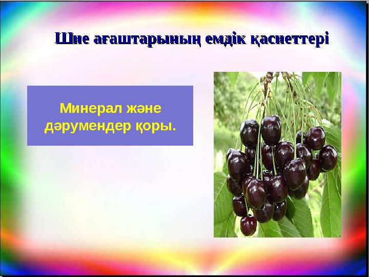 Минерал және дәрумендер қоры. Шие ағаштарының емдік қасиеттеріШие ағаштарының емдік қасиеттері