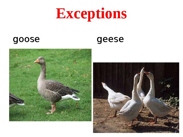 Exceptions goose geese