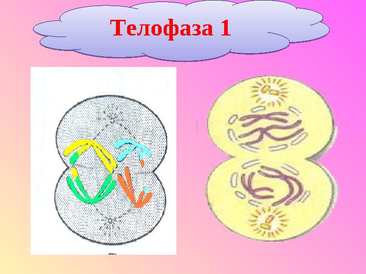 Телофаза 1Телофаза 1