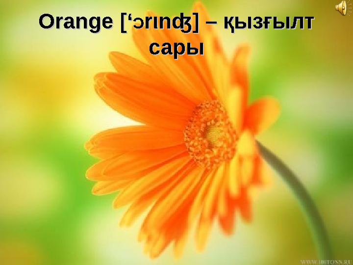 Orange Orange [‘[‘ ƆƆ rr ιι nʤ]nʤ] – қызғылт – қызғылт сарысары