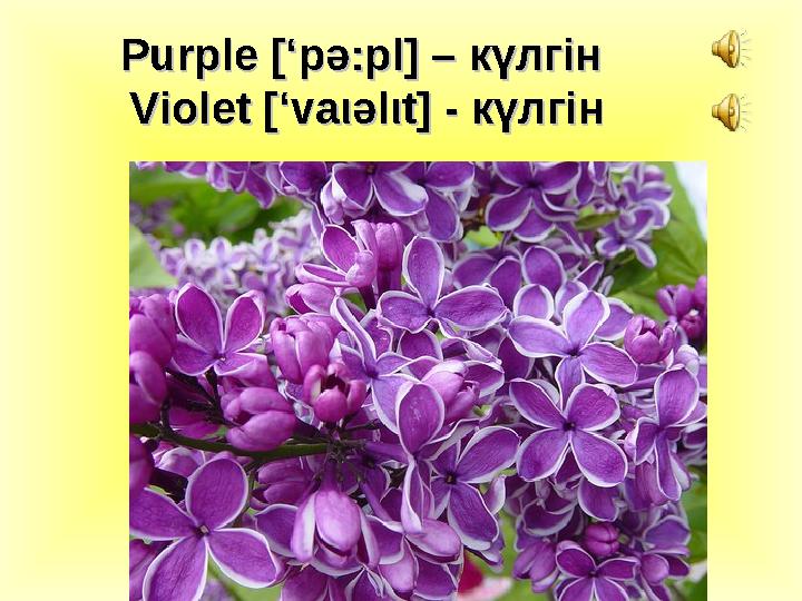 Purple Purple [‘p[‘p әә :pl] – :pl] – күлгінкүлгін Violet [‘vaViolet [‘va ιι әә ll ιι t] - t] - күлгінкүлгін