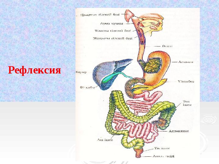 Рефлексия