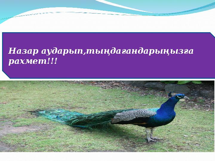 Назар аударып,тыңдағандарыңызға рахмет!!!
