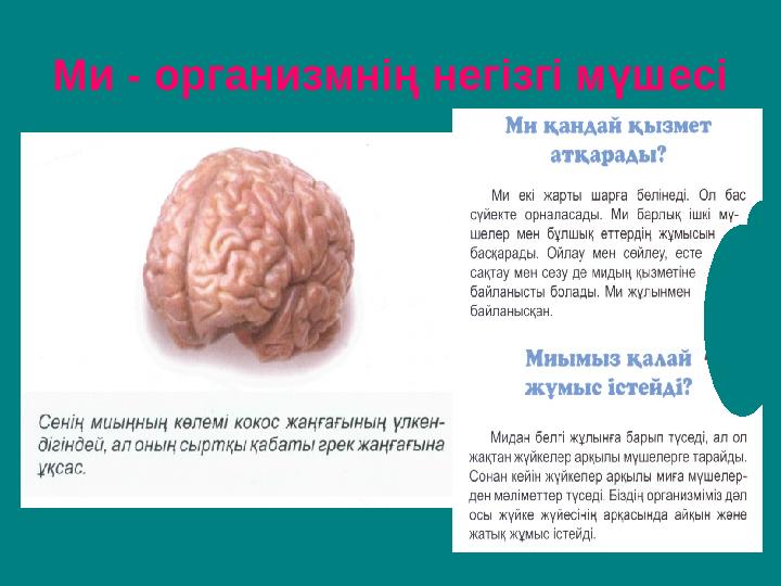 Ми - организмнің негізгі мүшесі