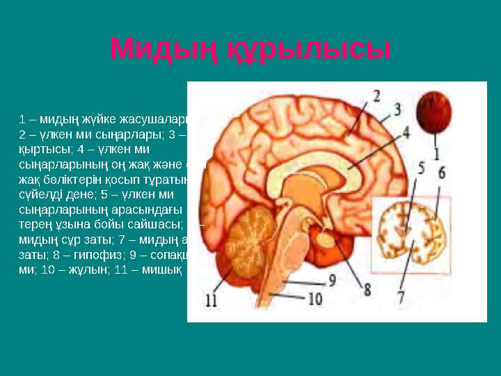 Мишық жолдарының диаграммасы Мишық жолдарының диаграммасы
